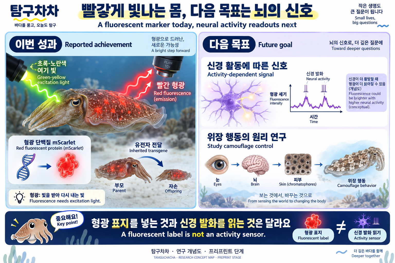 이번 성과인 유전되는 형광 표지와 향후 목표인 신경 활동 센서의 차이