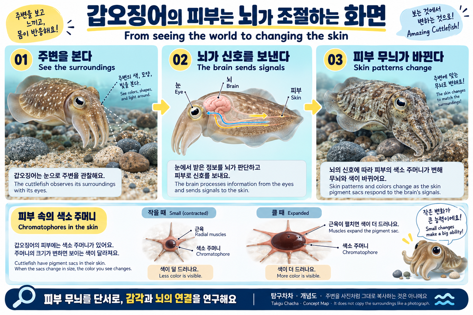 주변을 본 갑오징어의 뇌가 피부 색소 주머니를 조절해 무늬를 바꾸는 개념도